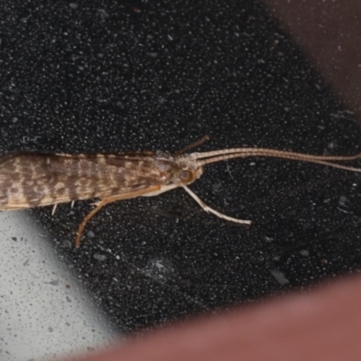 LEPTOCERIDAE at Lilli Pilli, NSW - 28 May 2020 by jb2602