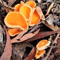 Aleuria sp. (genus) (An Orange peel fungus) at Cotter River, ACT - 31 May 2020 by Sarah2019