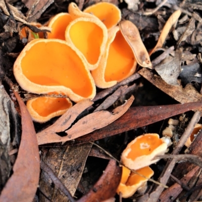 Aleuria sp. (genus) (An Orange peel fungus) at Cotter River, ACT - 31 May 2020 by Sarah2019