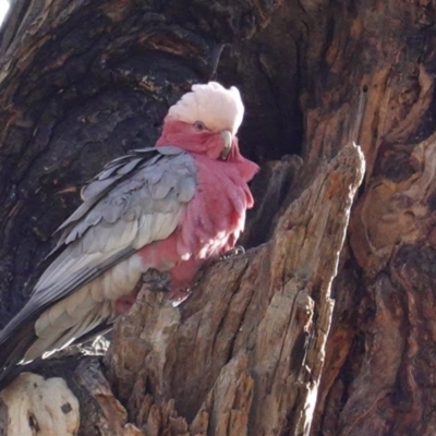 Eolophus roseicapilla (Galah) at Red Hill to Yarralumla Creek - 31 May 2020 by JackyF