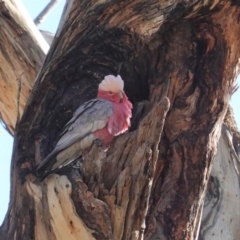 Eolophus roseicapilla at Hughes, ACT - 31 May 2020