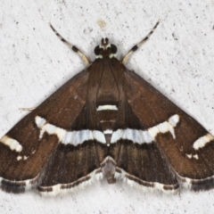 Spoladea recurvis (Beet Webworm) at Lilli Pilli, NSW - 28 May 2020 by jb2602