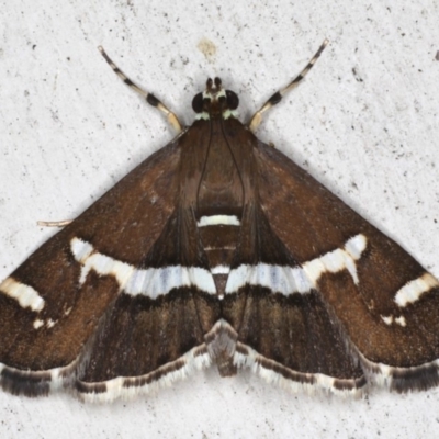 Spoladea recurvis (Beet Webworm) at Lilli Pilli, NSW - 28 May 2020 by jbromilow50