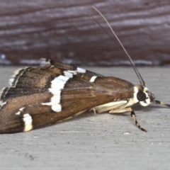 Spoladea recurvis at Lilli Pilli, NSW - 28 May 2020