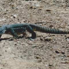 Varanus rosenbergi (Heath or Rosenberg's Monitor) at Kowen, ACT - 24 Feb 1985 by MichaelMulvaney