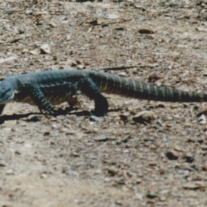 Varanus rosenbergi at Kowen, ACT - 24 Feb 1985