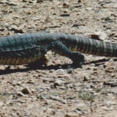 Varanus rosenbergi at Kowen, ACT - 24 Feb 1985