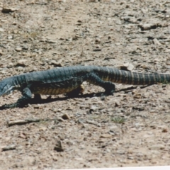 Varanus rosenbergi at Kowen, ACT - suppressed