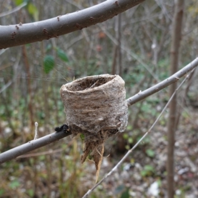 Rhipidura albiscapa (Grey Fantail) at Deakin, ACT - 31 May 2020 by JackyF