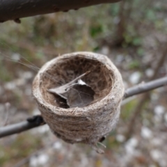 Rhipidura albiscapa at Deakin, ACT - 31 May 2020