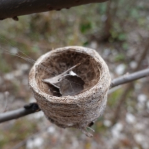 Rhipidura albiscapa at Deakin, ACT - 31 May 2020