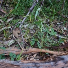 Glycine tabacina (Variable Glycine) at Red Hill Nature Reserve - 31 May 2020 by JackyF