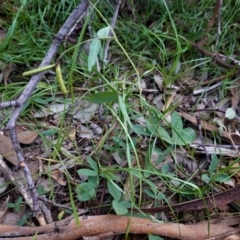 Glycine tabacina at Deakin, ACT - 31 May 2020