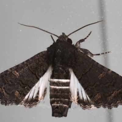 Pataeta carbo (Dark Euteliid) at Lilli Pilli, NSW - 28 May 2020 by jb2602