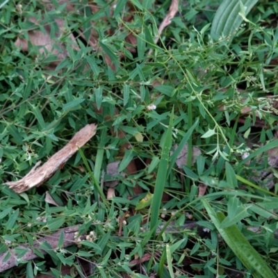 Einadia nutans (Climbing Saltbush) at Red Hill Nature Reserve - 31 May 2020 by JackyF