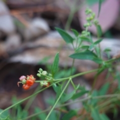 Einadia nutans at Deakin, ACT - 31 May 2020