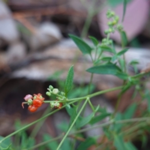 Einadia nutans at Deakin, ACT - 31 May 2020