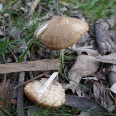 Oudemansiella gigaspora group (Rooting Shank) at Red Hill Nature Reserve - 31 May 2020 by JackyF