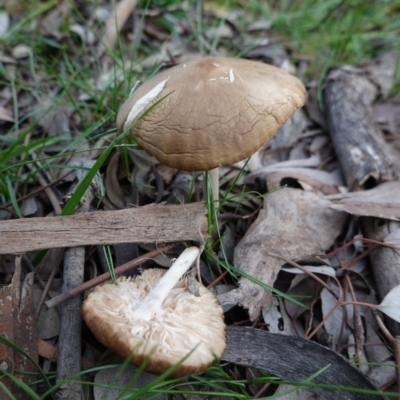 Oudemansiella gigaspora group (Rooting Shank) at Red Hill Nature Reserve - 31 May 2020 by JackyF