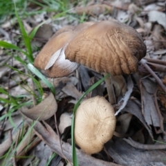 Oudemansiella gigaspora group at Deakin, ACT - 31 May 2020