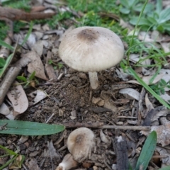 Oudemansiella gigaspora group at Deakin, ACT - 31 May 2020