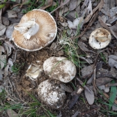 Amanita sp. (Amanita sp.) at Red Hill Nature Reserve - 31 May 2020 by JackyF