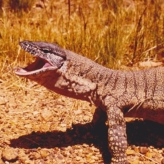 Varanus rosenbergi (Heath or Rosenberg's Monitor) at Hawker, ACT - 15 Dec 1987 by MichaelMulvaney