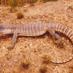 Varanus rosenbergi at Hawker, ACT - suppressed