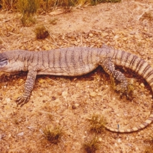 Varanus rosenbergi at Hawker, ACT - suppressed