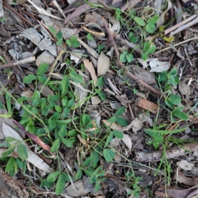 Glycine tabacina (Variable Glycine) at Deakin, ACT - 31 May 2020 by JackyF