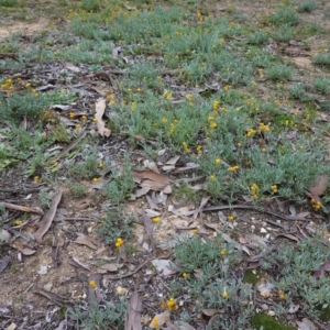 Chrysocephalum apiculatum at Deakin, ACT - 31 May 2020