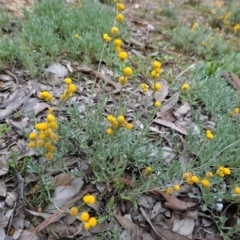 Chrysocephalum apiculatum at Deakin, ACT - 31 May 2020