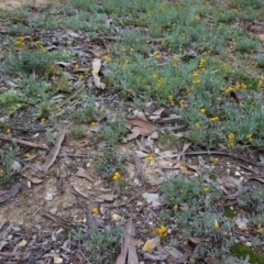 Chrysocephalum apiculatum at Deakin, ACT - 31 May 2020