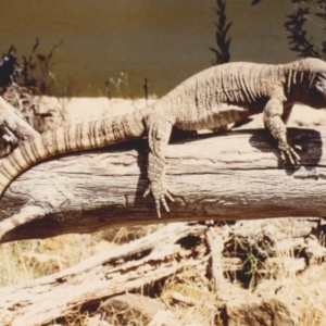 Varanus rosenbergi at Holt, ACT - 15 Jan 1986