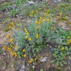 Chrysocephalum apiculatum (Common Everlasting) at Red Hill Nature Reserve - 31 May 2020 by JackyF