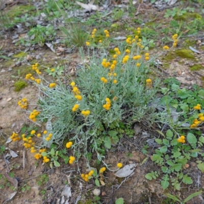 Chrysocephalum apiculatum (Common Everlasting) at Deakin, ACT - 31 May 2020 by JackyF