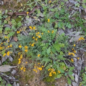 Chrysocephalum apiculatum at Deakin, ACT - 31 May 2020