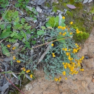 Chrysocephalum apiculatum at Deakin, ACT - 31 May 2020