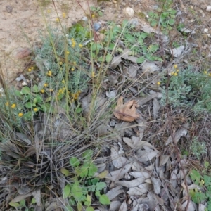 Chrysocephalum apiculatum at Deakin, ACT - 31 May 2020