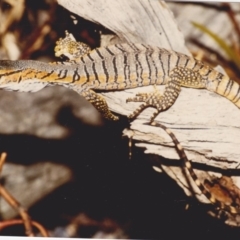 Varanus rosenbergi (Heath or Rosenberg's Monitor) at Googong, NSW - 15 Nov 1987 by MichaelMulvaney