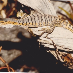 Varanus rosenbergi at Googong, NSW - 15 Nov 1987
