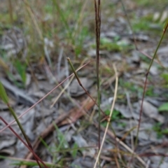 Bothriochloa macra (Red Grass, Red-leg Grass) at Red Hill Nature Reserve - 31 May 2020 by JackyF