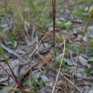 Bothriochloa macra at Deakin, ACT - 31 May 2020