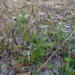 Bothriochloa macra at Deakin, ACT - 31 May 2020