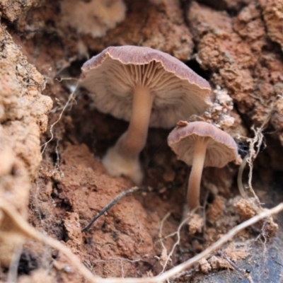 Unidentified Cup or disk - with no 'eggs' at Cotter River, ACT - 31 May 2020 by Sarah2019