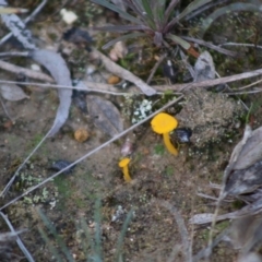 Lichenomphalia chromacea (Yellow Navel) at Mongarlowe River - 31 May 2020 by LisaH