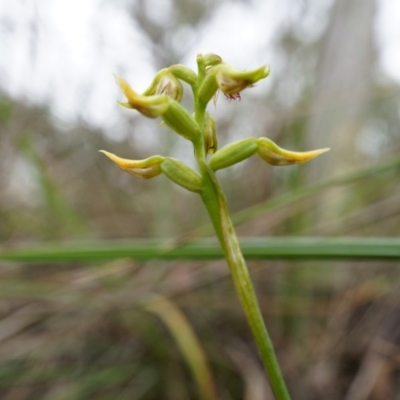 Corunastylis cornuta (Horned Midge Orchid) at Aranda, ACT - 5 Apr 2014 by AaronClausen