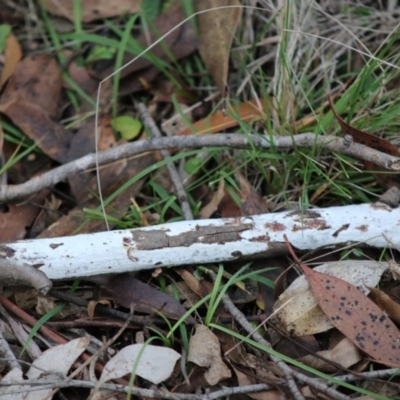 Corticioid fungi at QPRC LGA - 31 May 2020 by LisaH