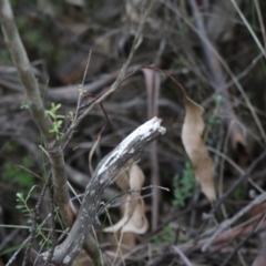 Corticioid fungi at Mongarlowe, NSW - 31 May 2020