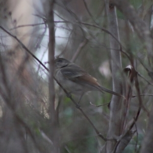 Pachycephala pectoralis at Mongarlowe, NSW - 31 May 2020